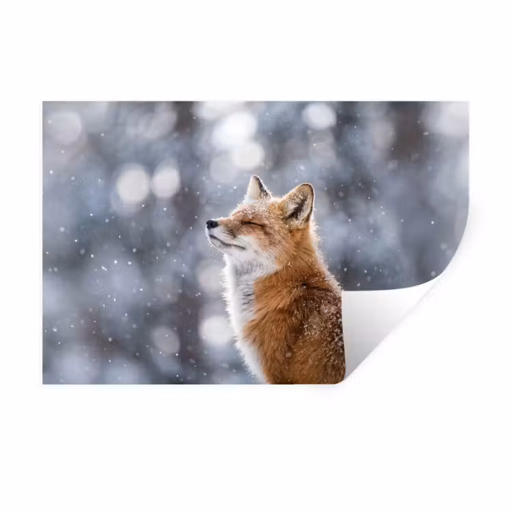 Vos - Sneeuwval - Portret - Winter - Sfeervol Muursticker klein -3d
