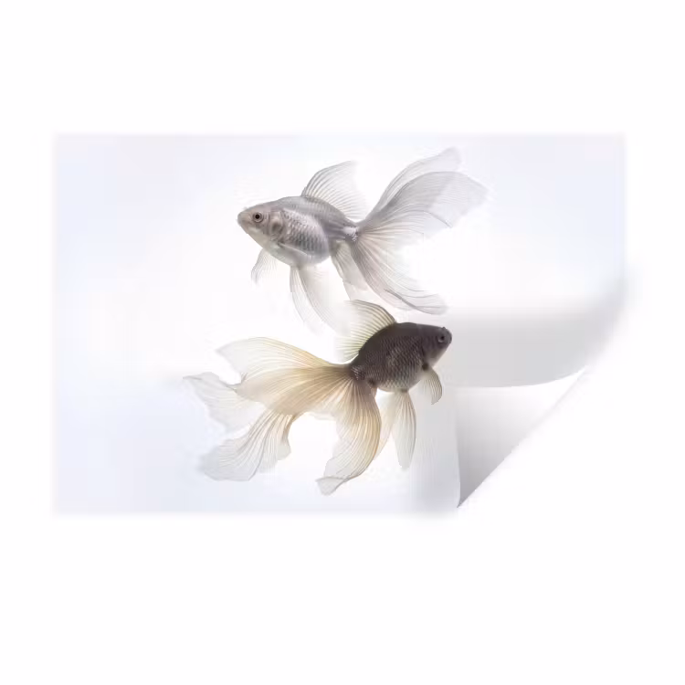 Goudvissen - Modern - Wit Muursticker klein -3d