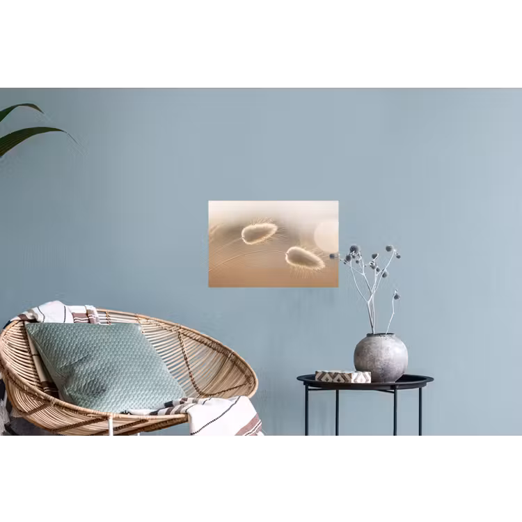 Hazestaartgras - Graanharen - Zonlicht Muursticker klein -plant