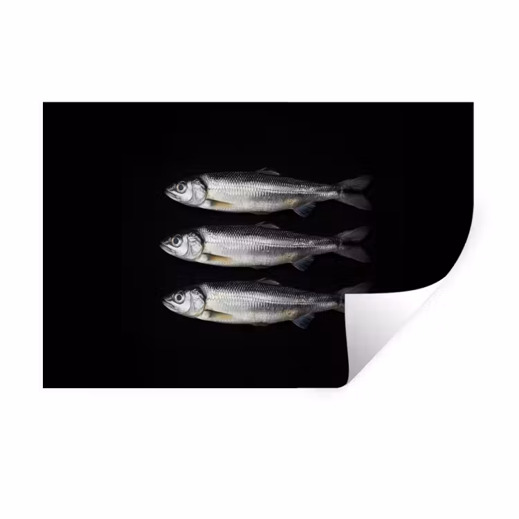 Haring - Vissen - Zwart Muursticker klein -3d