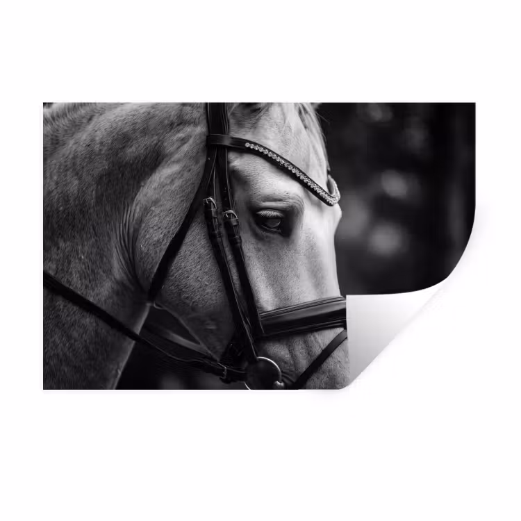 Paard - Schimmel - Portret Muursticker klein -3d