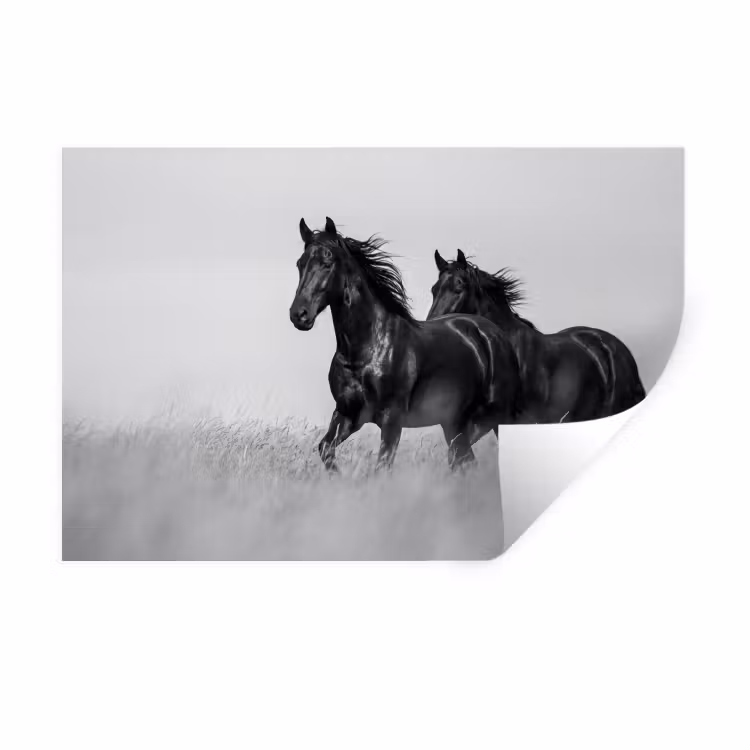Paarden - Gras - Zwart - Wit Muursticker klein -3d