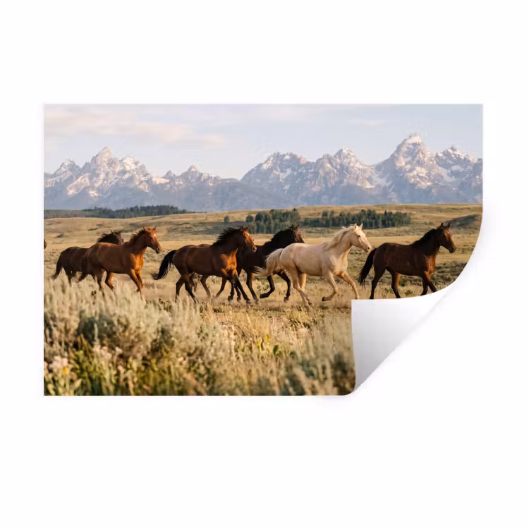 Paarden - Kudde - Bergen - Vrijheid - Wild Muursticker klein -3d