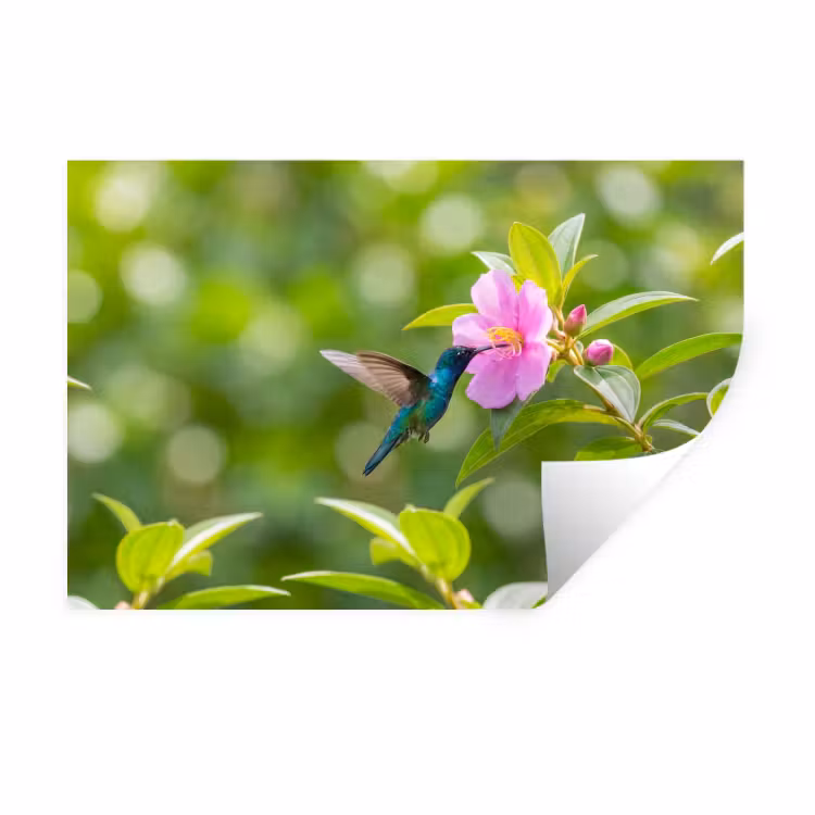 Kolibrie - Bloem - Natuur - Groen Muursticker klein -3d