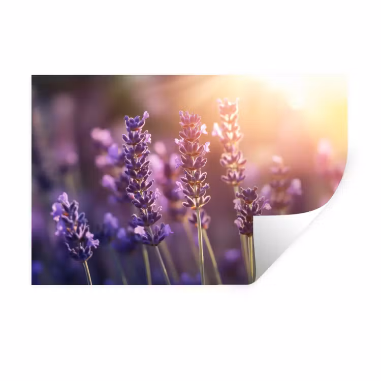 Lavendelbloemen - Paars - Zonlicht Muursticker klein -3d
