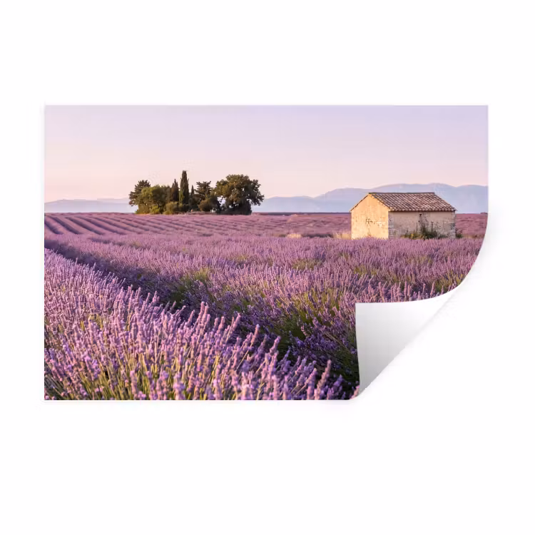Lavendel - Landschap - Sereen - Paars Muursticker klein -3d