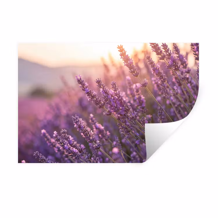 Lavendel - Paars - Zonlicht Muursticker klein -3d
