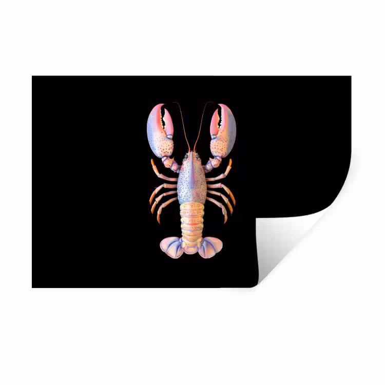 Kreeft - Roze - Zacht - Zwart Muursticker klein -3d