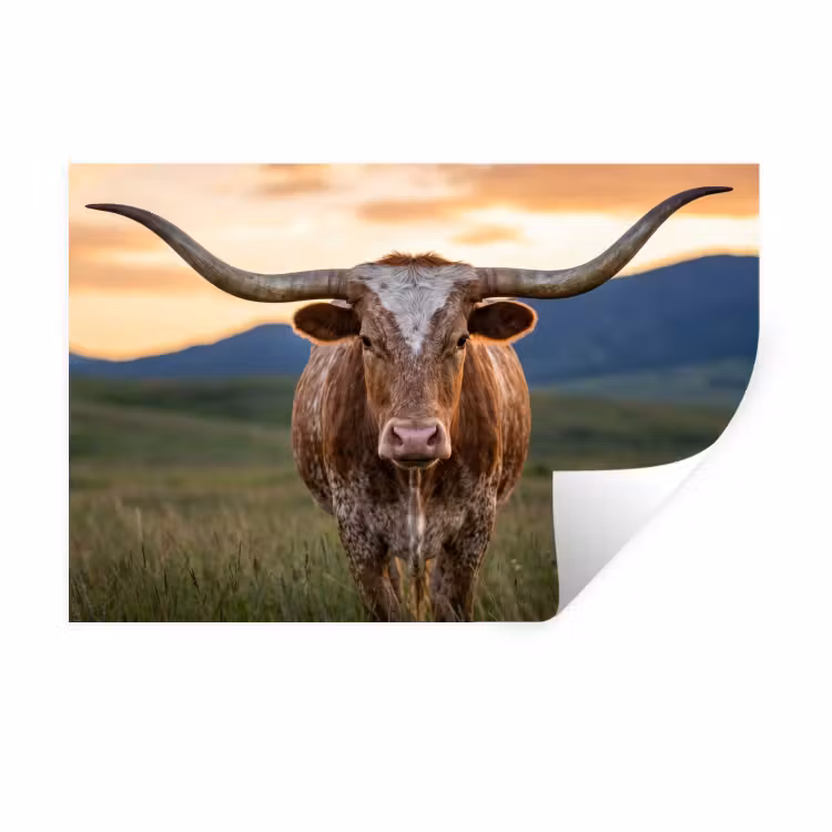 Longhorn - Landschap - Zonsondergang Muursticker klein -3d