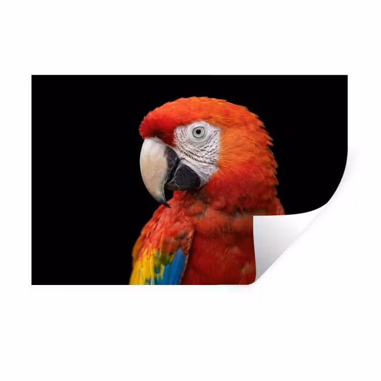 Ara - Portret - Rood Muursticker klein -3d