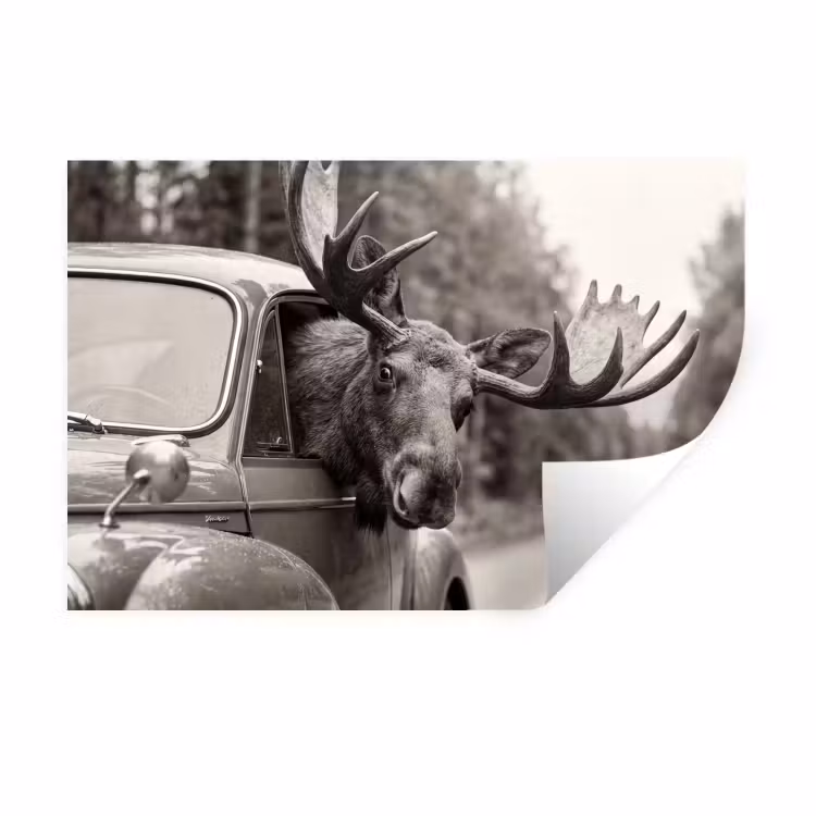Eland - Auto - Gewei - Zwart - Wit Muursticker klein -3d