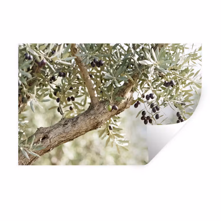 Wall Sticker - Olive tree - branch - green - Olijfboom - tak - groen Muursticker klein