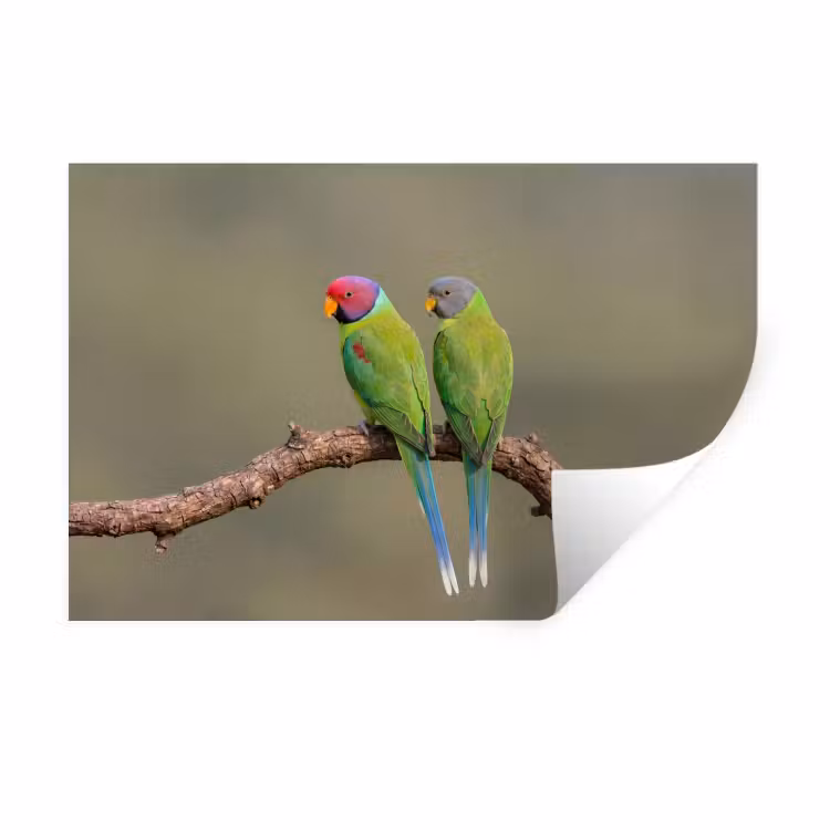 Papagaai - Tak - Natuur - Kleurrijk Muursticker klein -3d