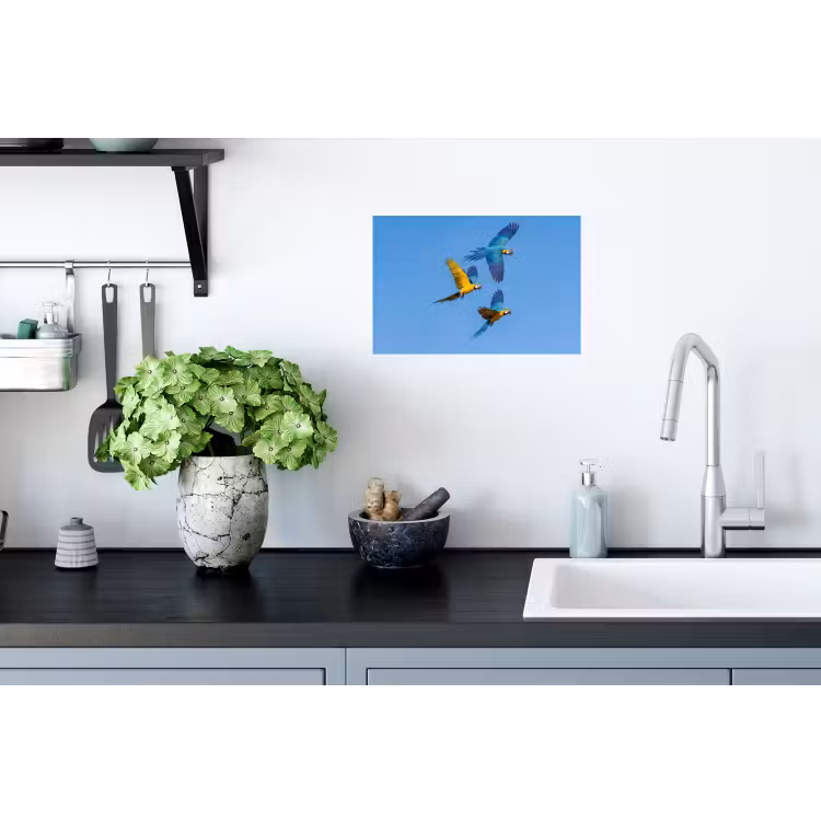 Papagaai - Vliegen - Blauw - Geel Muursticker klein -keuken