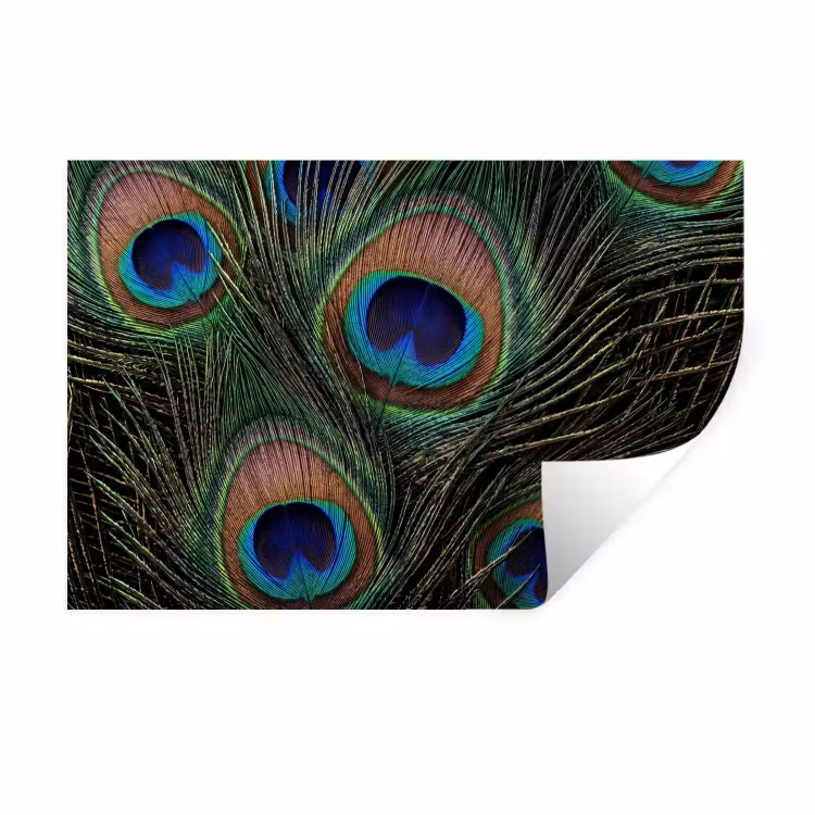 Pauwenveren - Klassiek - Groen Muursticker klein -3d