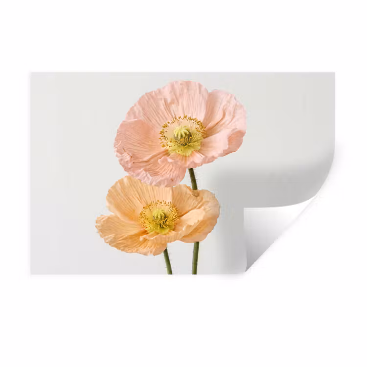Papavers - Botanisch - Roze Muursticker klein -3d