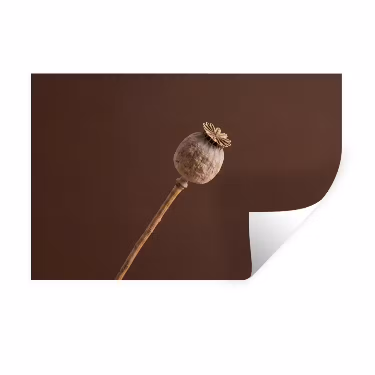 Papaverbol - Droogbloem - Bruin - Minimalistisch Muursticker klein -3d