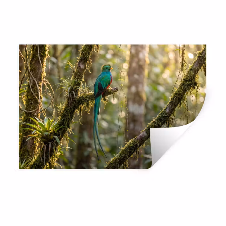 Quetzal - Jungle - Natuur - Groen Muursticker klein -3d