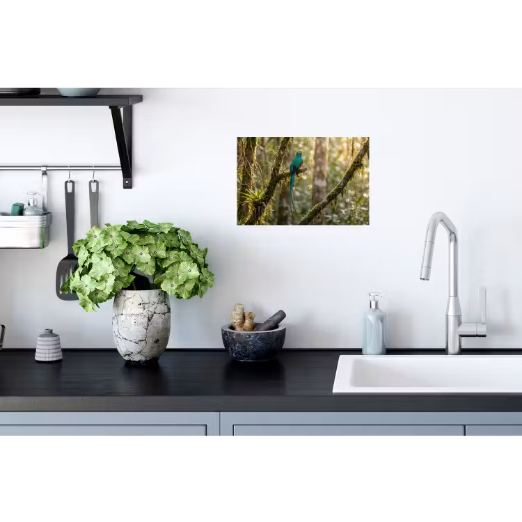 Quetzal - Jungle - Natuur - Groen Muursticker klein -keuken