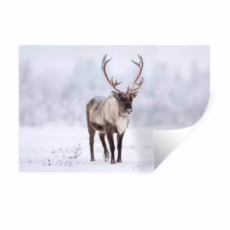 Rendier - Gewei - Toendra - Sneeuw - Wild Muursticker klein -3d
