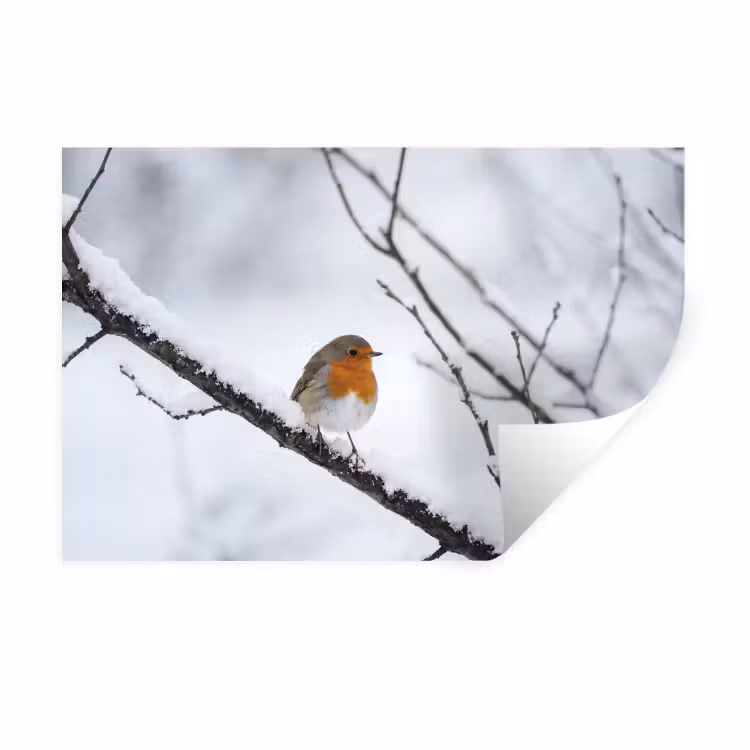Roodborstje - Tak - Sneeuw - Winter - Levendig Muursticker klein -3d