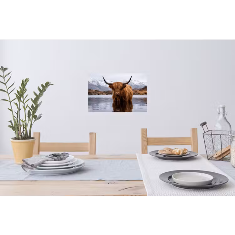 Schotse hooglander - Bruin - Water Muursticker klein -eettafel