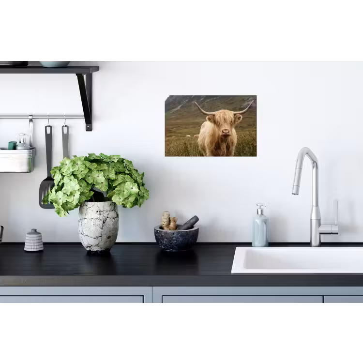 Schotse hooglander - Bergen - Grasveld Muursticker klein -keuken