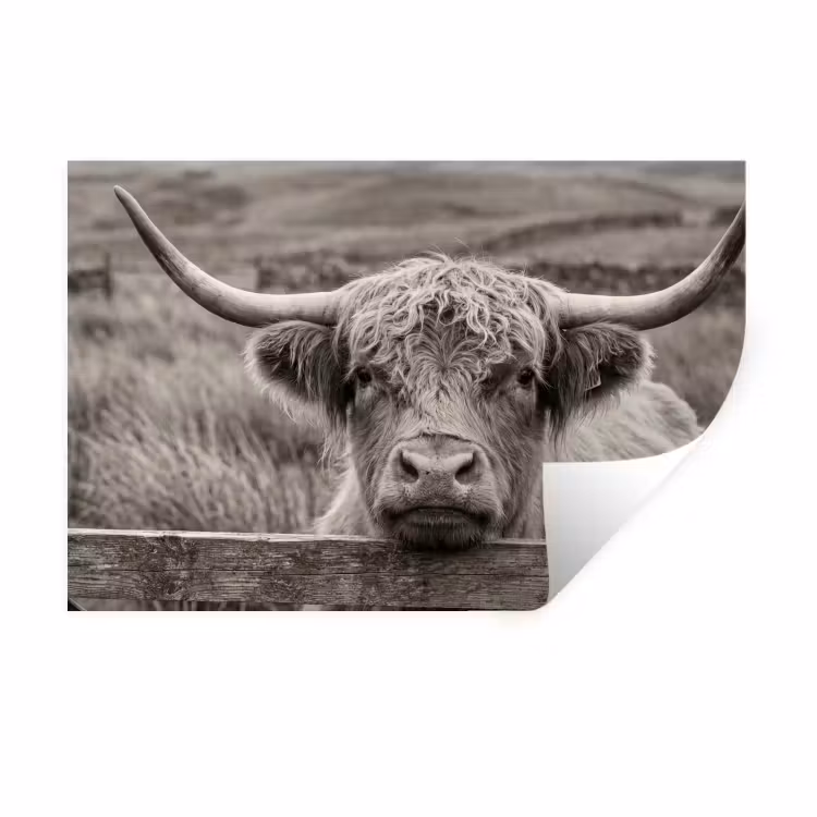 Schotse hooglander - Zwart - Wit - Hout Muursticker klein -3d