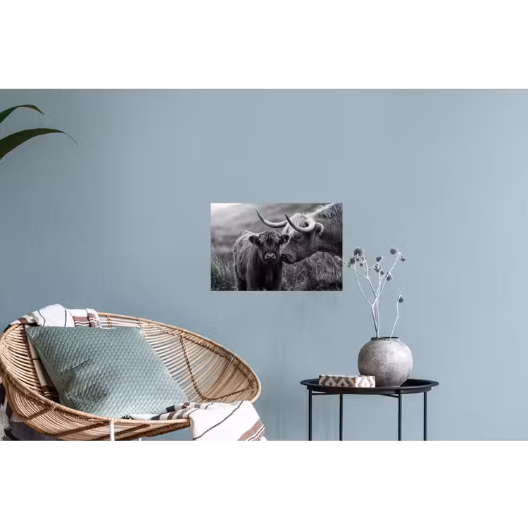 Schotse hooglander - Kalf - Zwart - Wit Muursticker klein -plant