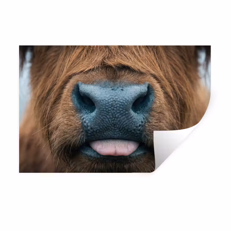Schotse hooglander - Neus - Bruin Muursticker klein -3d