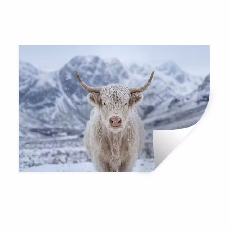Schotse Hooglander - Sneeuw - Bergen - Winter Muursticker klein -3d