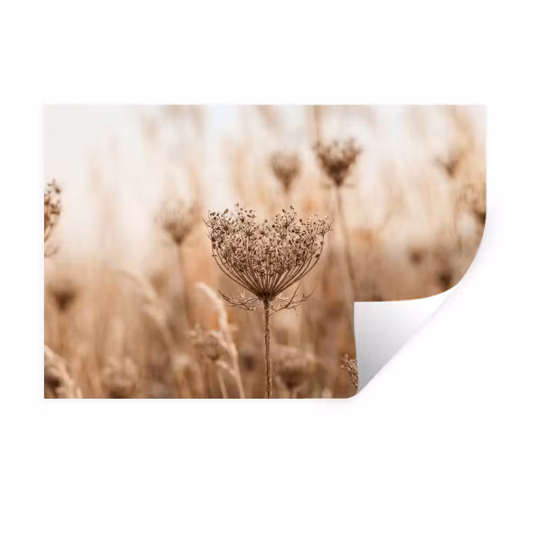 Schermbloem - Droogbloem - Winter - Beige - Minimalistisch Muursticker klein -3d