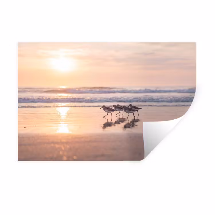 Zee - Vogels - Strand Muursticker klein -3d
