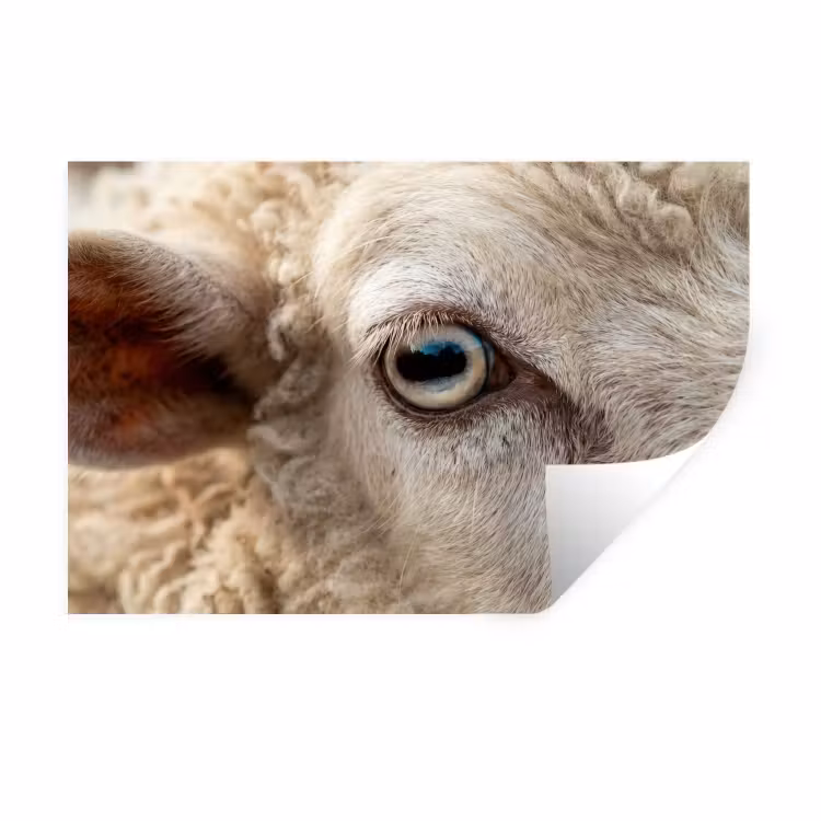 Schaap - Oog - Wit Muursticker klein -3d
