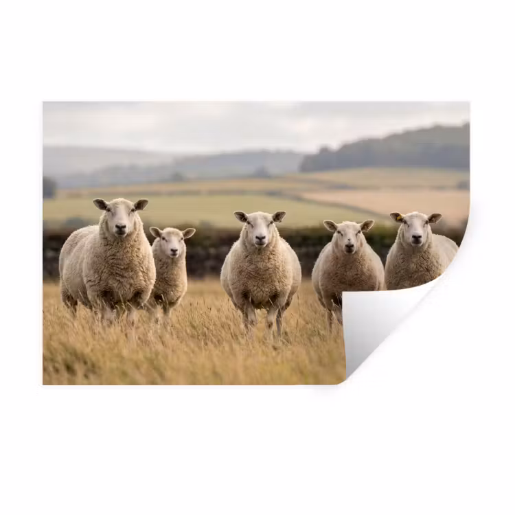 Schapen - Weidenlandschap - Heuvels Muursticker klein -3d