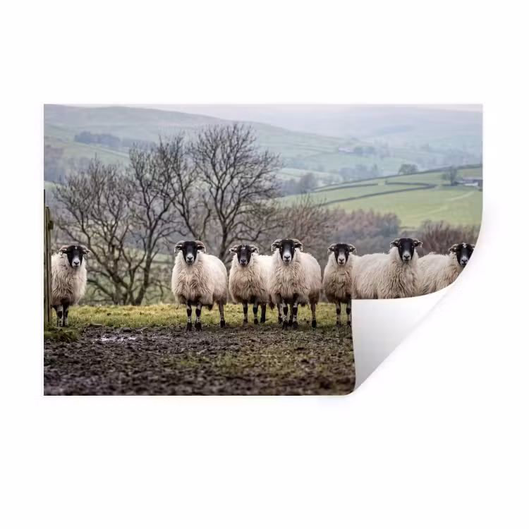 Schapen - Rij - Weide - Dieren - Platteland Muursticker klein -3d