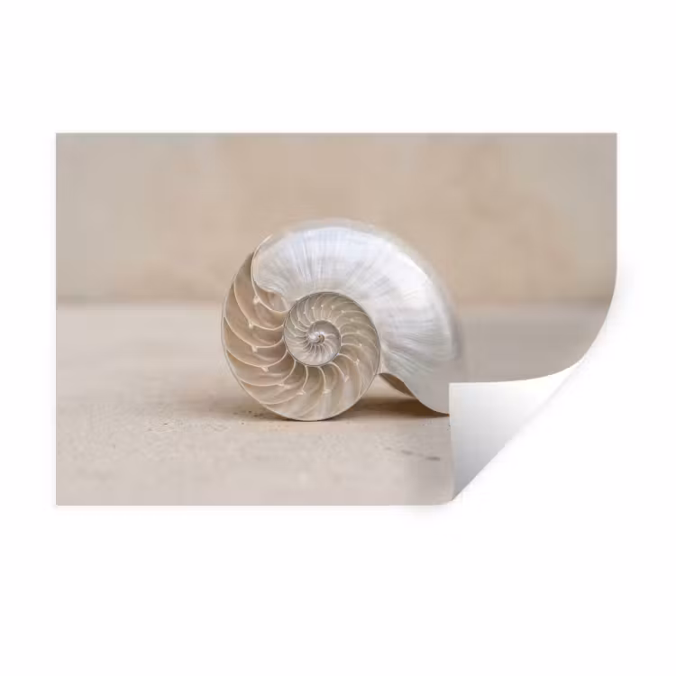 Schelp - Spiraal - Beige Muursticker klein -3d
