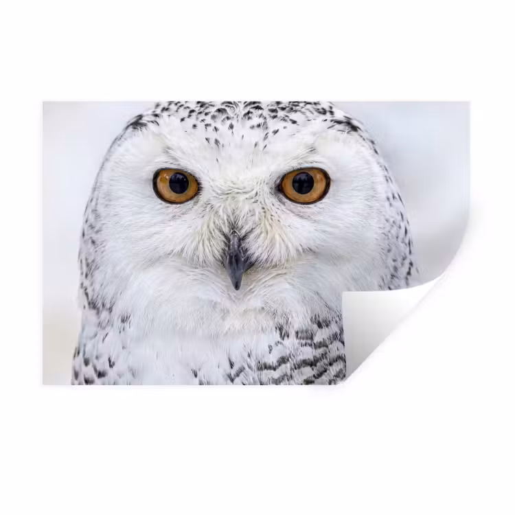 Sneeuwuil - Oog - Wildlife - Wit Muursticker klein -3d