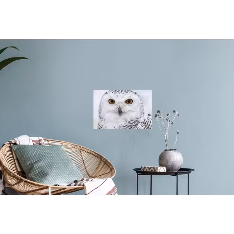 Sneeuwuil - Oog - Wildlife - Wit Muursticker klein -plant