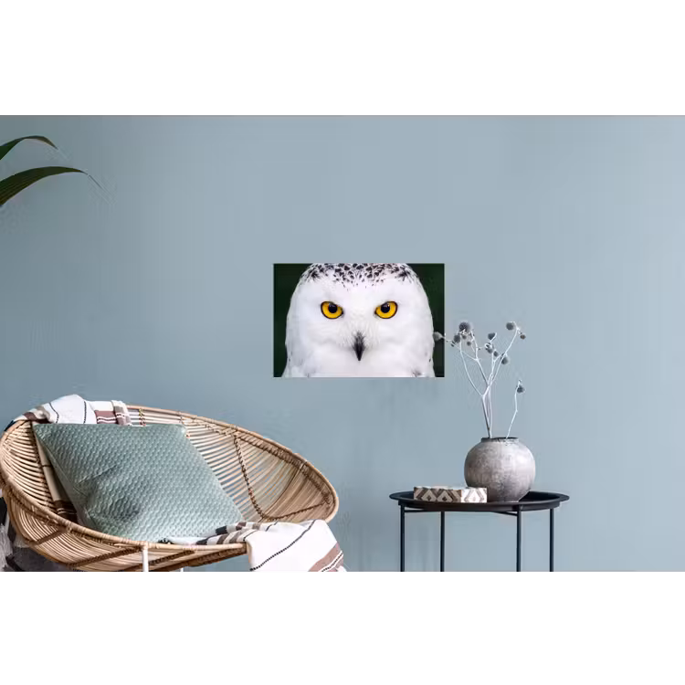 Sneeuwuil - Portret - Geel Muursticker klein -plant