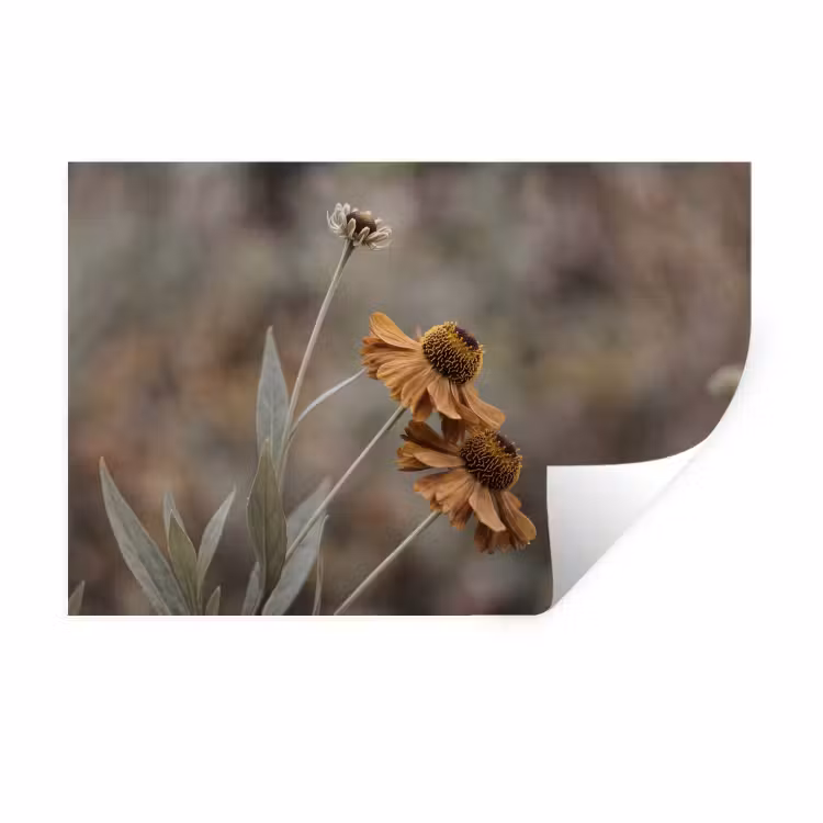 Zonnehoed - Droogbloemen - Geel - Warm Muursticker klein -3d