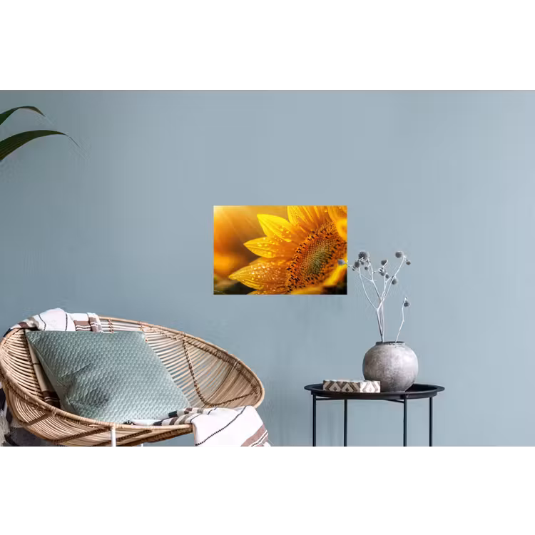 Zonnebloem - Dauwdruppels - Geel - Zonlicht Muursticker klein -plant