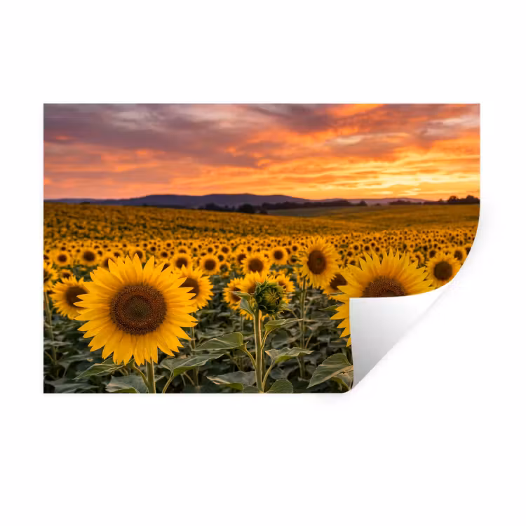 Zonnebloemen - Heuvellandschap - Geel Muursticker klein -3d