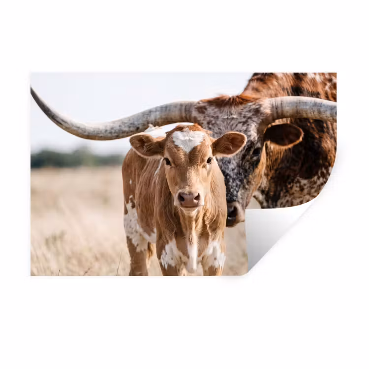 Texas Longhorn - Kalf - Weide - Dieren Muursticker klein -3d