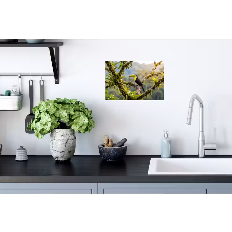 Toekan - Jungle - Natuur - Kleurrijk Muursticker klein -keuken