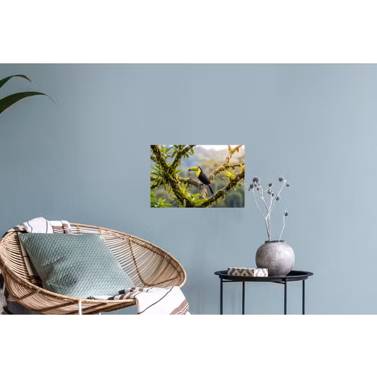 Toekan - Jungle - Natuur - Kleurrijk Muursticker klein -plant