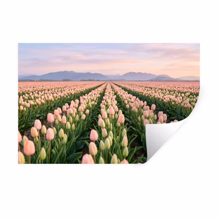 Tulpen - Landschap - Roze Muursticker klein -3d