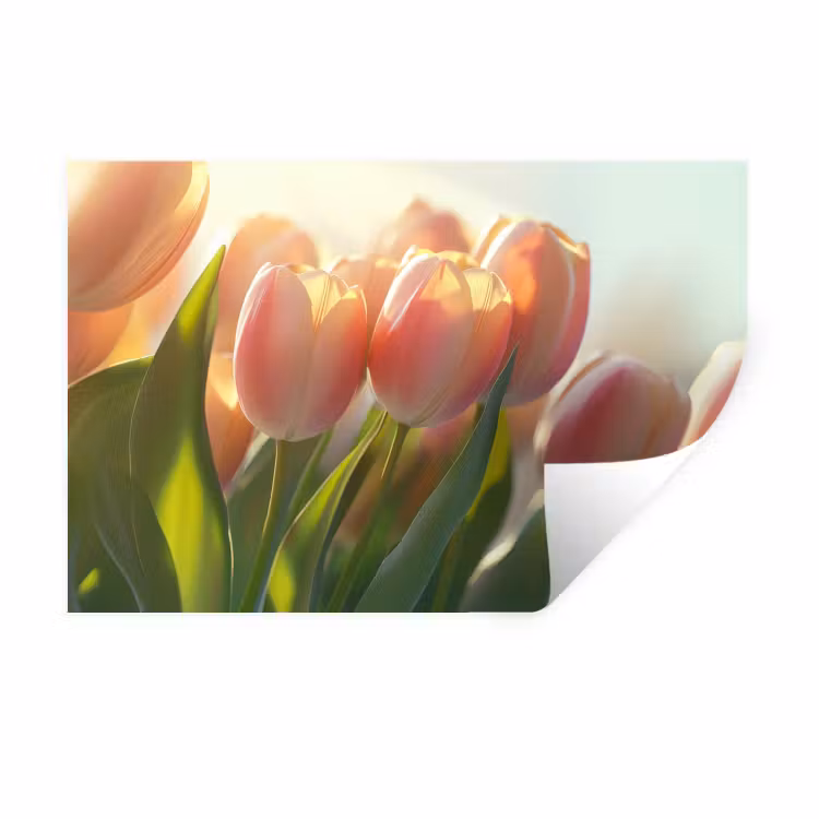 Tulpen - Roze - Zonnestralen Muursticker klein -3d