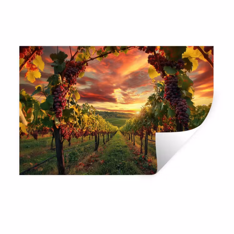 Wijngaard - Druiven - Zonsondergang Muursticker klein -3d