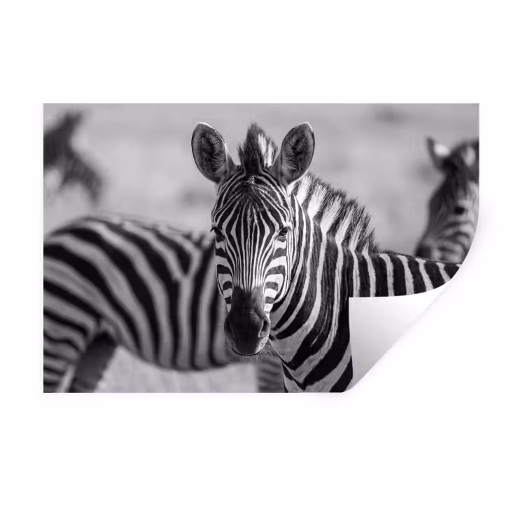 Zebra's - Zwart - Wit Muursticker klein -3d
